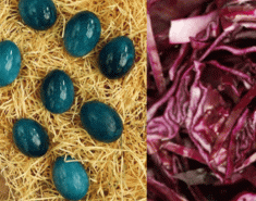Αυγά με κόκκινο λάχανο (μπλε χρώμα ) - Images